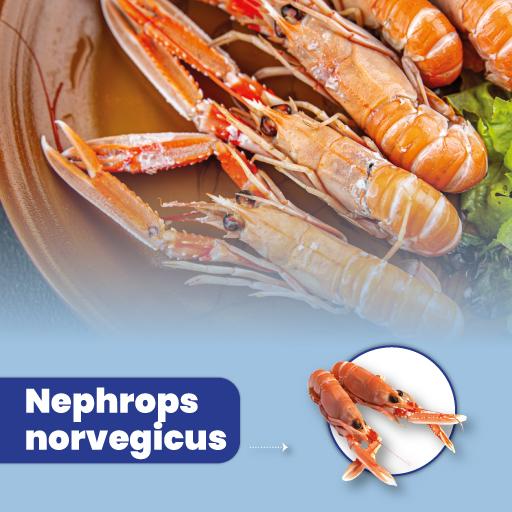 Nephrops norvegicus