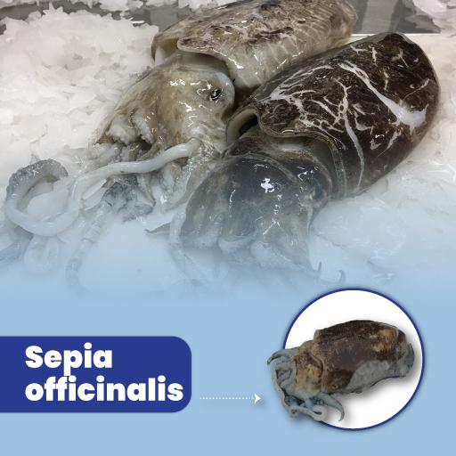 Sepia officinalis