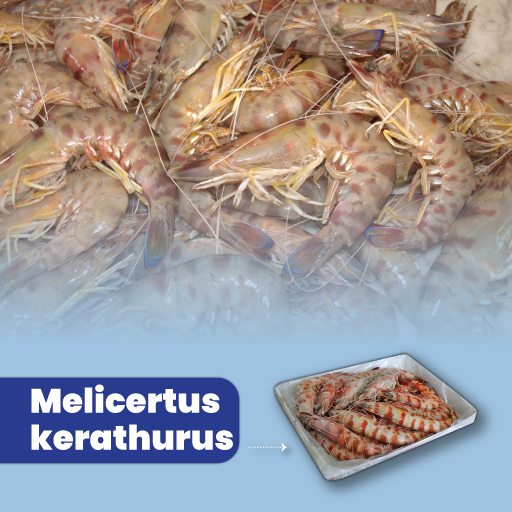 Melicertus kerathurus