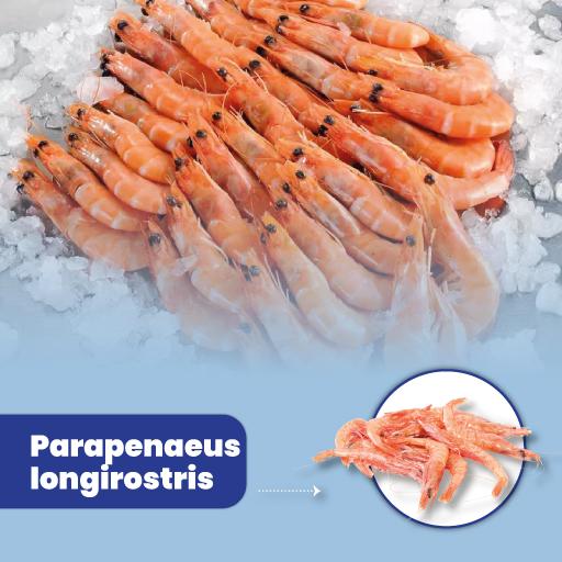 Parapenaeus longirostris