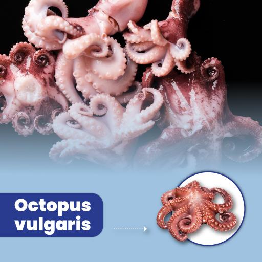 Octopus vulgaris